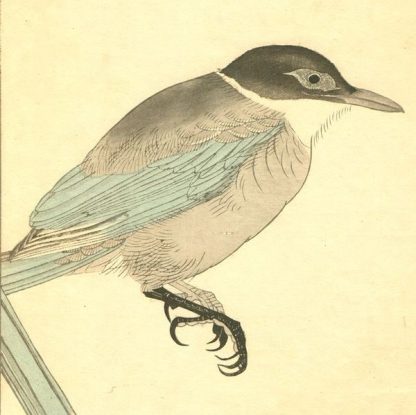 VL12 - Seiho TAKEUCHI (1864-1942) - Pies - Estampes originales -Série "100 images d'oiseaux de Eisho" entre 1913 et 1925