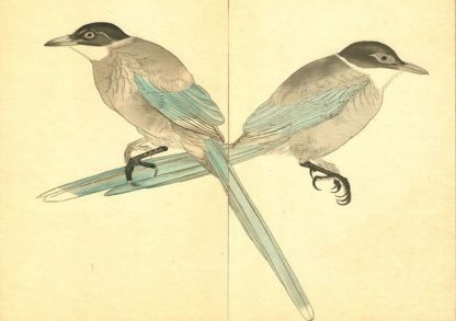 Seiho TAKEUCHI (1864-1942) - Pies - Estampes originales -Série "100 images d'oiseaux de Eisho" entre 1913 et 1925