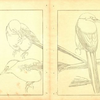 Seiho TAKEUCHI (1864-1942) - Pies - Estampes originales -Série "100 images d'oiseaux de Eisho" entre 1913 et 1925